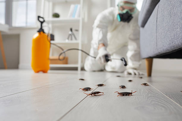 Commercial Rodent Management in Weedpatch